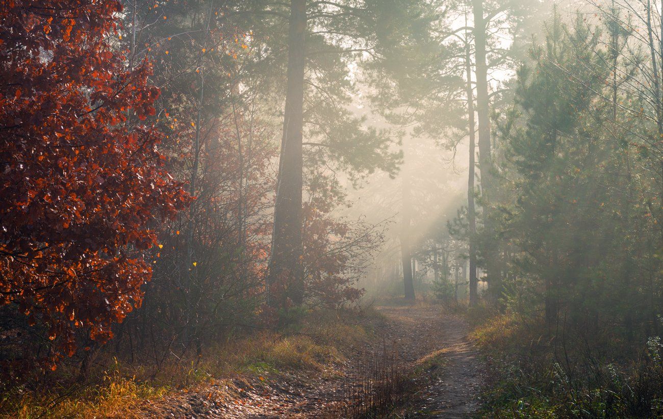 лес, осень, ноябрь, туман, белый, рассвет, лучи, свет, Галанзовская Оксана