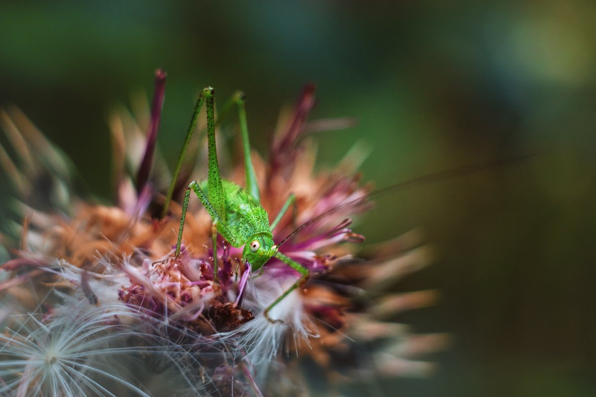 moment, момент, interesting, интересный, nature, природа, macro, макро, manual lens, мануальная оптика, helios-44m, insect, насекомое, locust, саранча, grasshopper, кузнечик, green, зеленый,, Наталья Терентьева