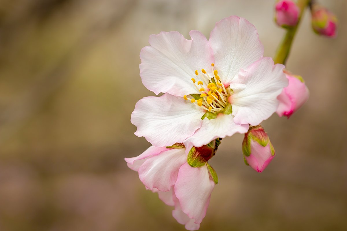 almond, tree, flower, nature, macro, spring, Israel, Nikolay Tatarchuk