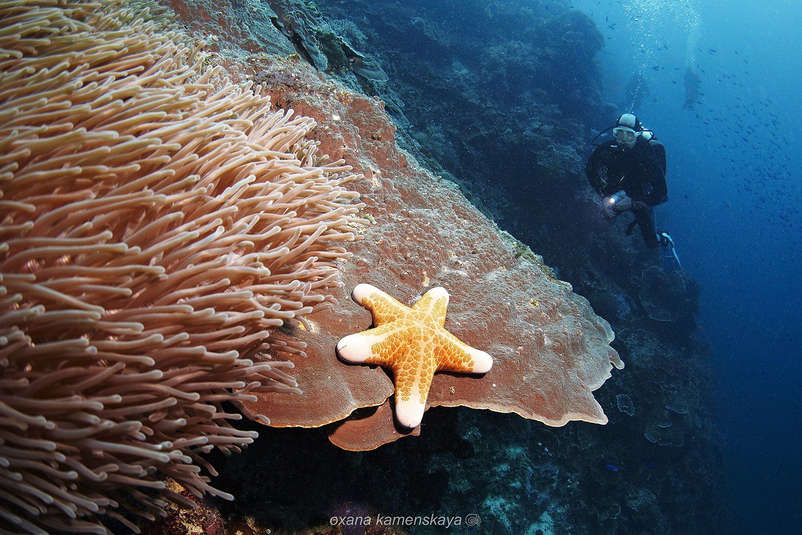 underwater  coral sea star diver blue, Оксана Каменская