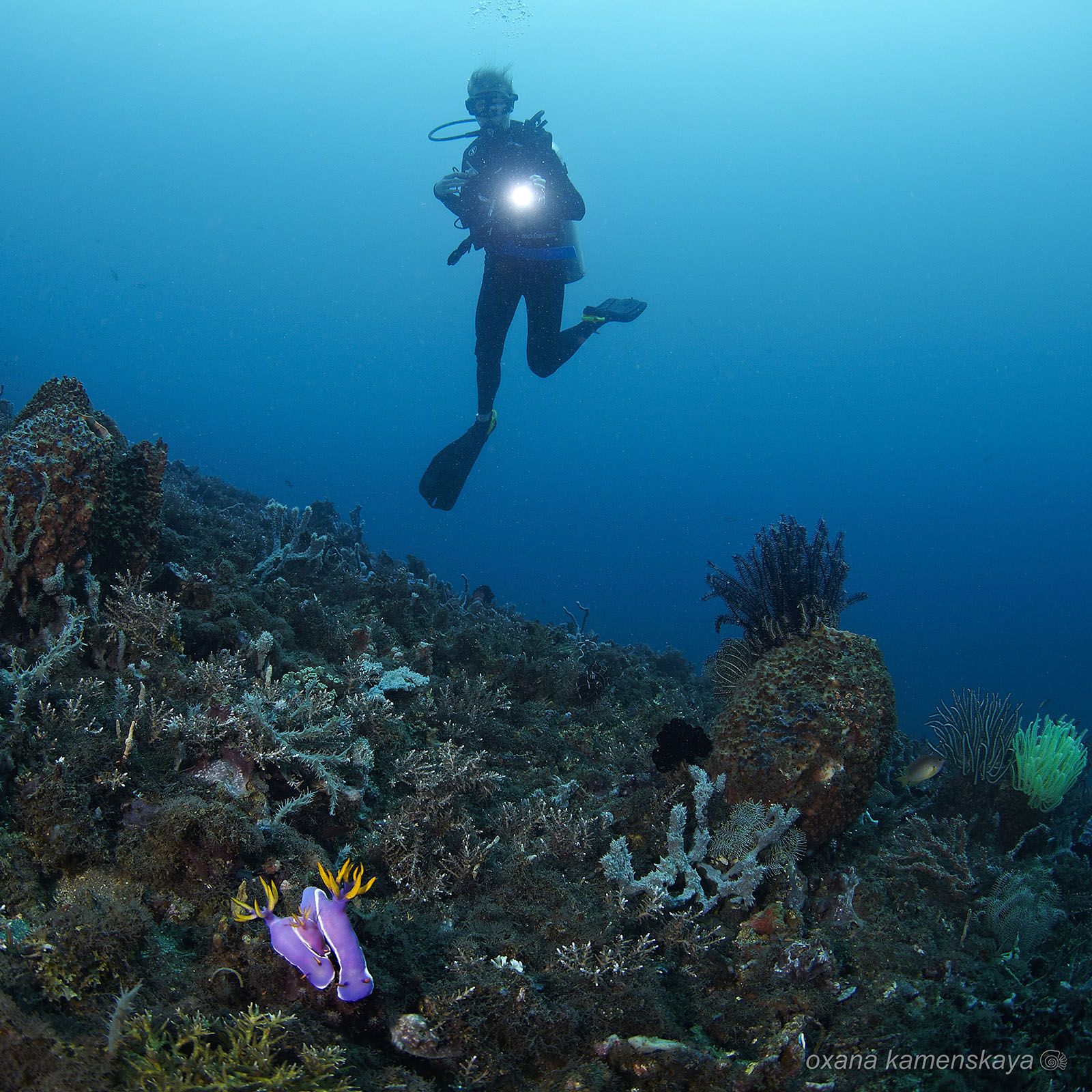 underwater  coral nudibrunch diver blue, Оксана Каменская