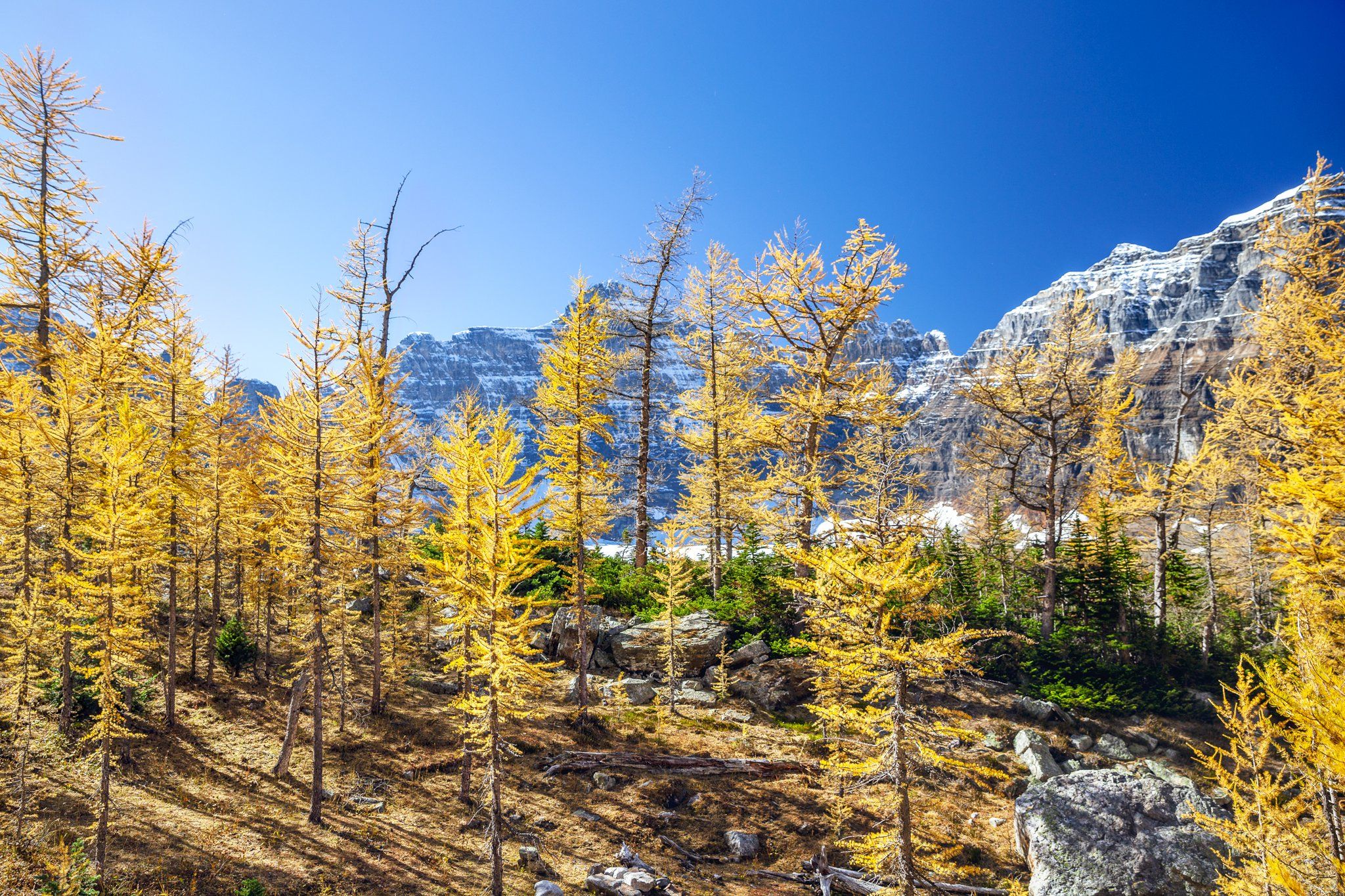 canada ,alberta ,banff ,banff national park ,larch hill ,explore canada ,canadainpictures ,mountain peaks ,mount hungabee ,autumn in canada ,larch season ,canadian rockies ,parks canada ,natural beauty ,canadian photography ,wild places ,larix ,mountain g, Marko Radovanovic