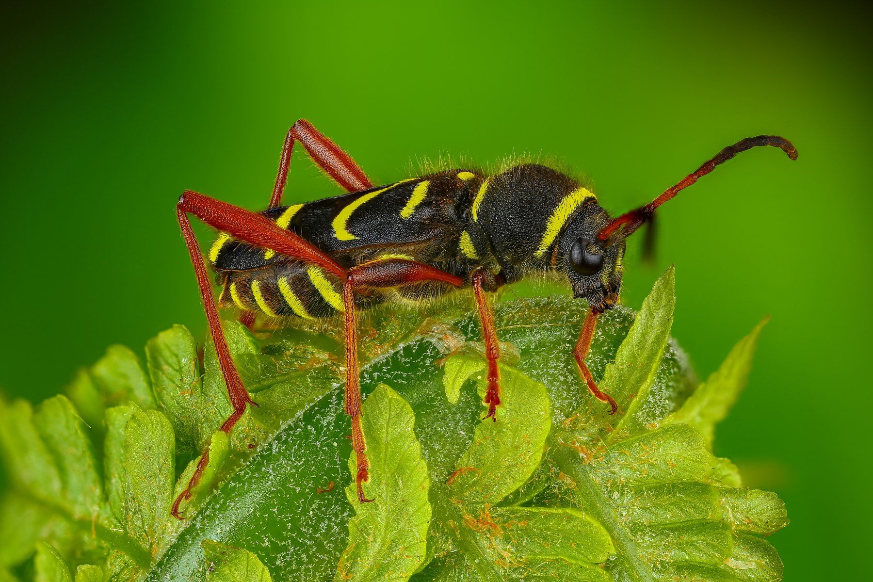 макро жук насекомое животное зеленый черный желтый, Андрей Шаповалов