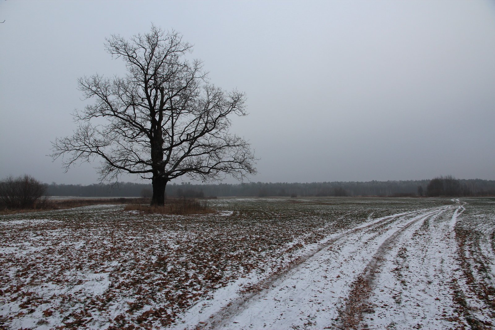 field winter snow gomel belarus tree поле зима снег гомель беларусь дерево, Иванчиков Дмитрий
