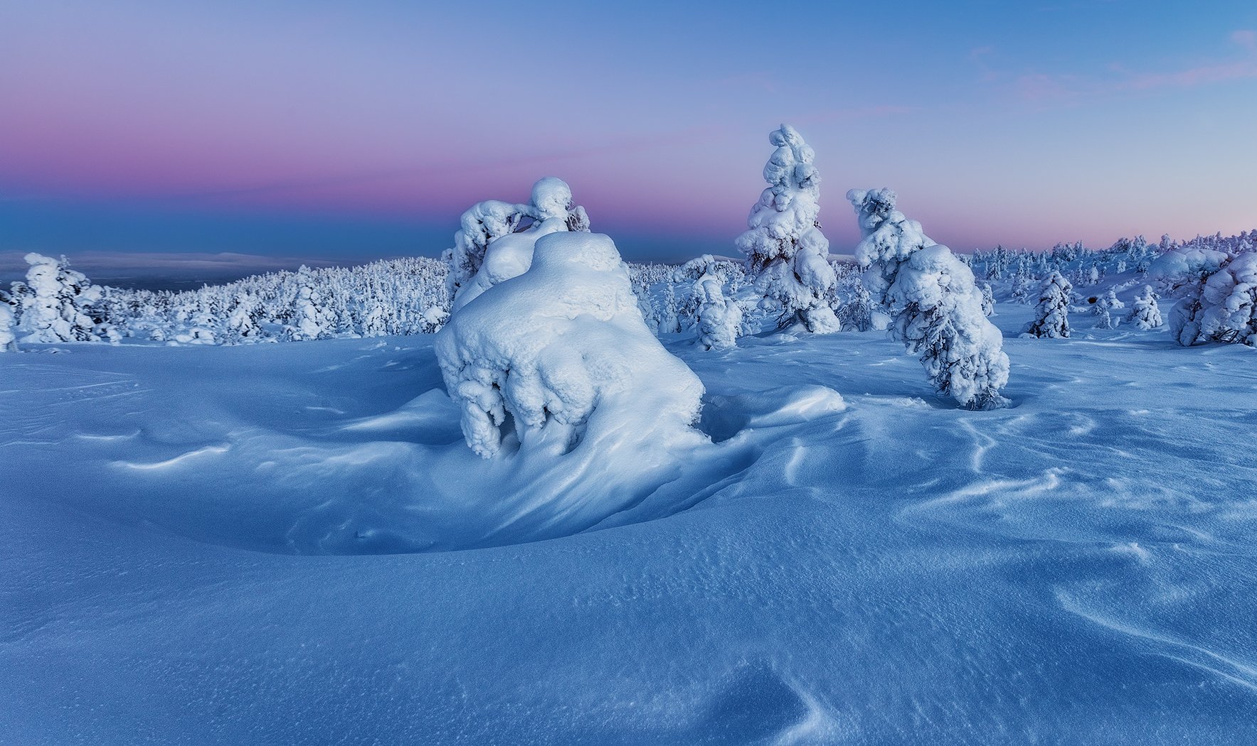 снег, горы, ели, кандалакша., Владимир Липецких