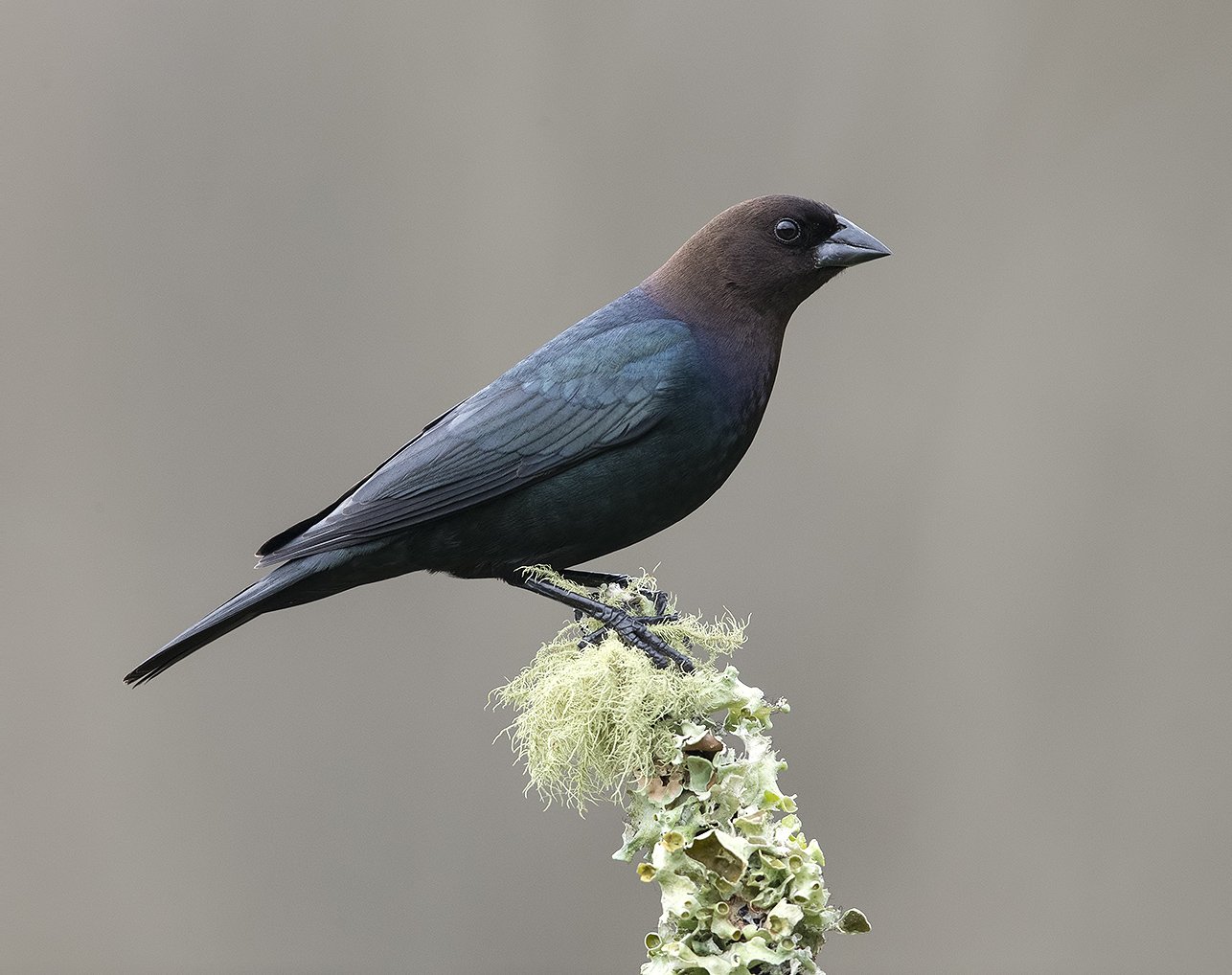 буроголовый коровий трупиал, brown-headed cowbird, трупиал, Elizabeth Etkind