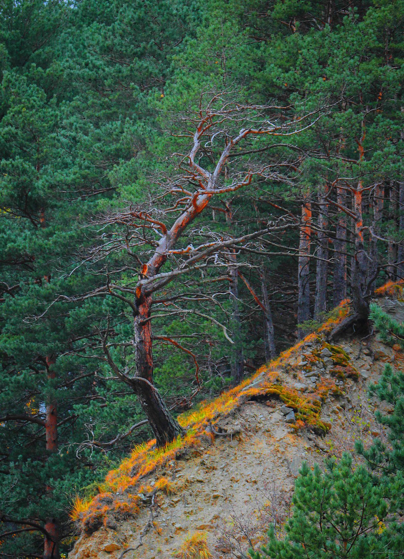 горы,осень,природа,лес., Marat Magov