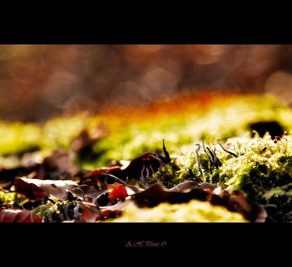 leaves, forest, bokeh, moss, Zdravko