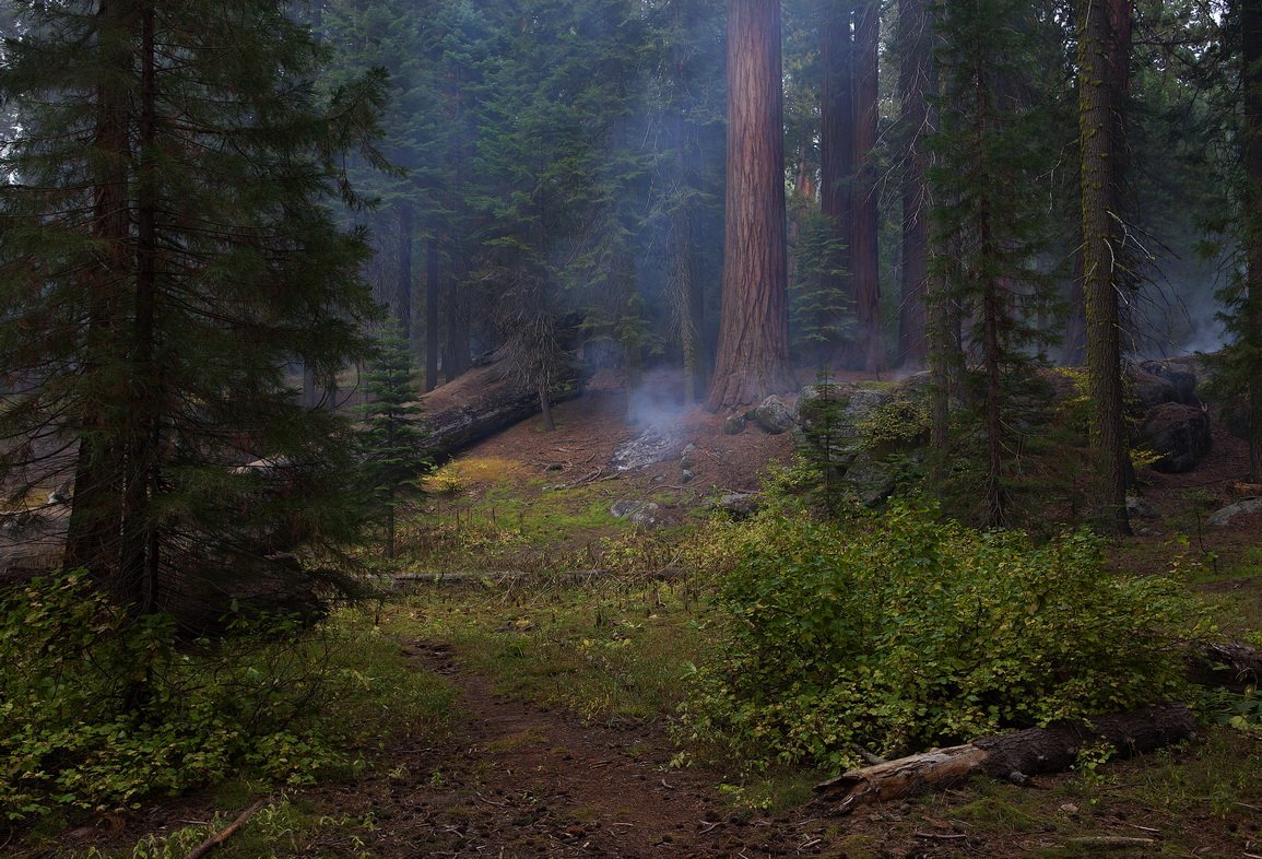 сша, секвойя, лес, sequoia, Екатерина Богданова