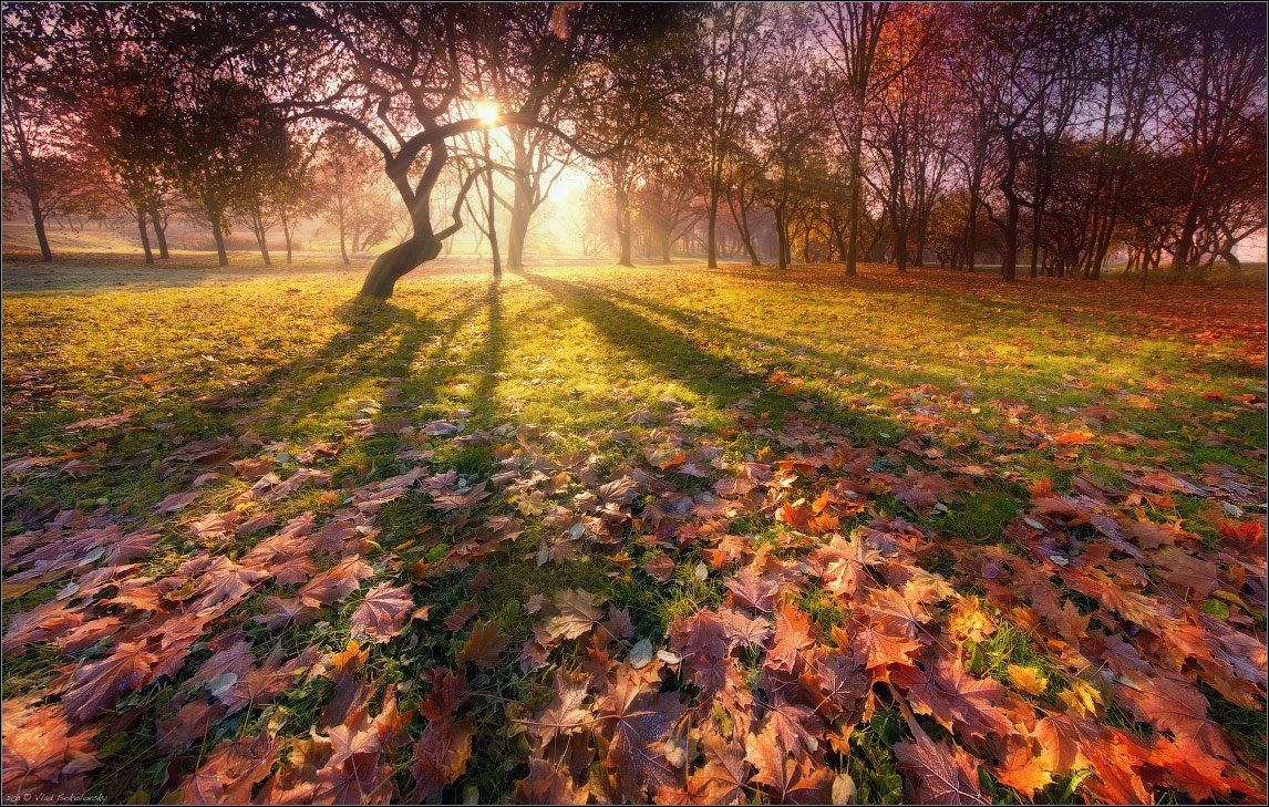 осень, силуэт, лучи, тени, утро, иней, листья, листва, заморозки, silhouette, autumn, fall, Влад Соколовский