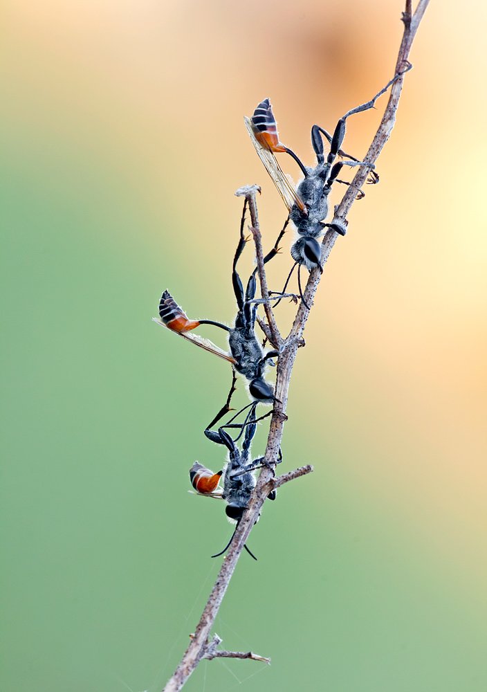 himenoptera,sand,wasp, Remus Moise