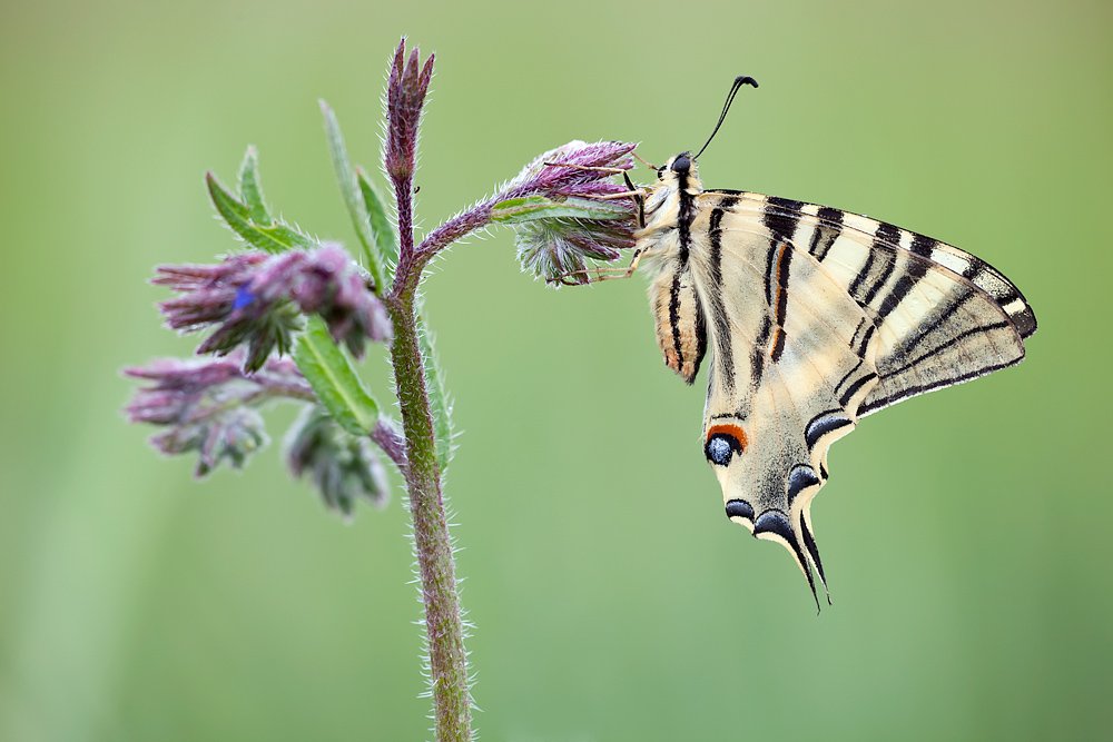 lepidoptera, canon, sigma, macro, lens, 180mm , 5d mkii, Remus Moise