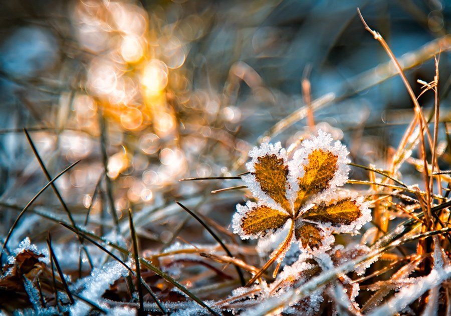 sunrise, frozen, blue, bokeh, golden, leaf, Zdravko