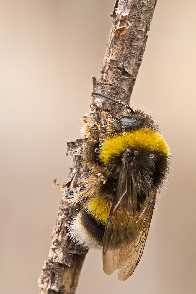 himenoptera, bombus, hortorum, canon, 600d, 100mm macro,, Remus Moise