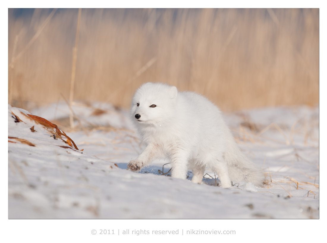 песец, arctic fox, дикая природа, животные, канада, николай зиновьев, Николай Зиновьев