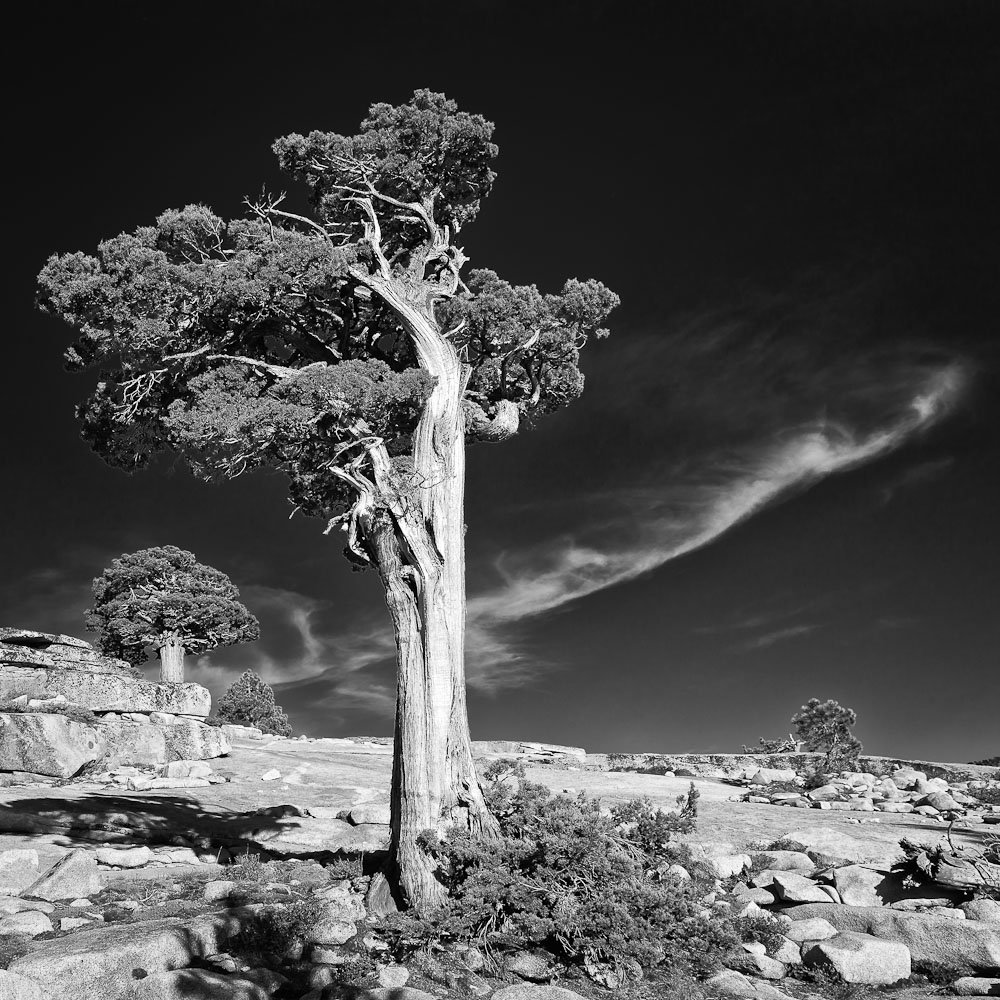 yosemite, juniper, tree, Михаил Кристев