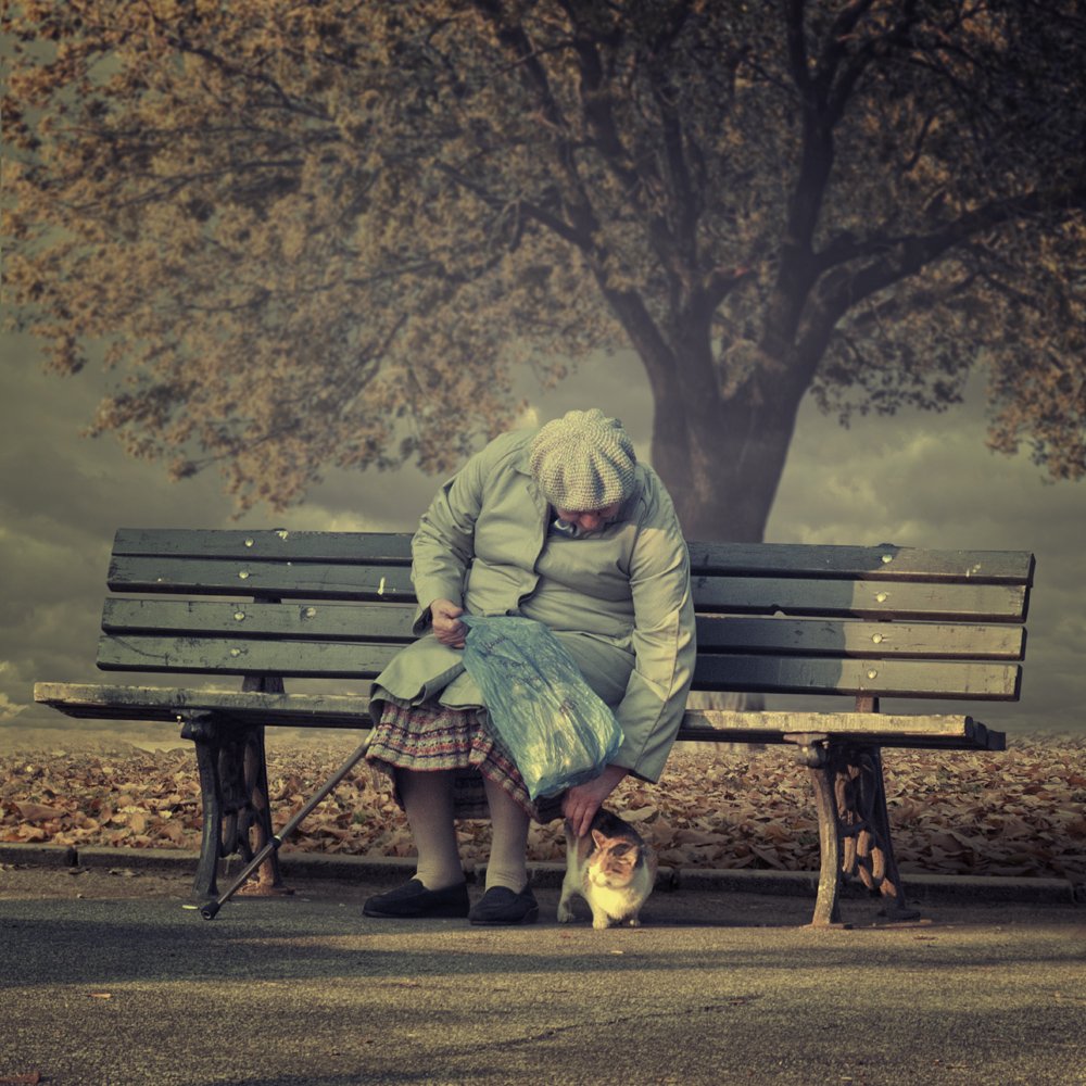 sunset, cat, old, tree, leaf, bench, woman, sitting, alone, friend, Caras Ionut
