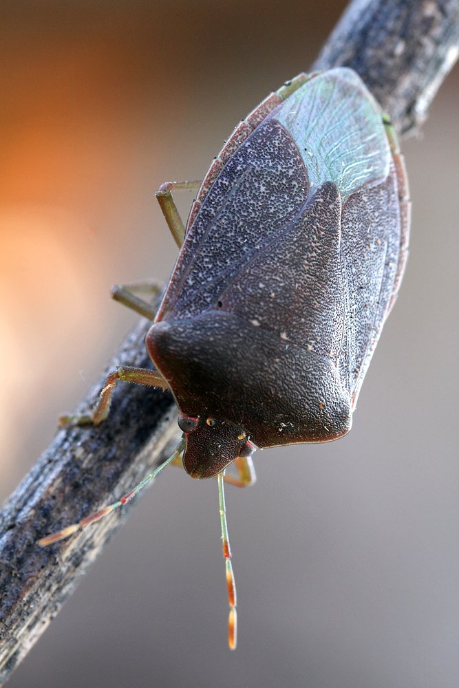 hemiptera, 600d,canon,mp-e 65mm,canon,macro, Remus Moise