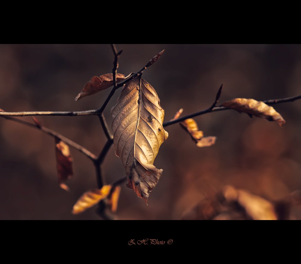 red, bokeh, branch, brown, leaf, dark, Zdravko