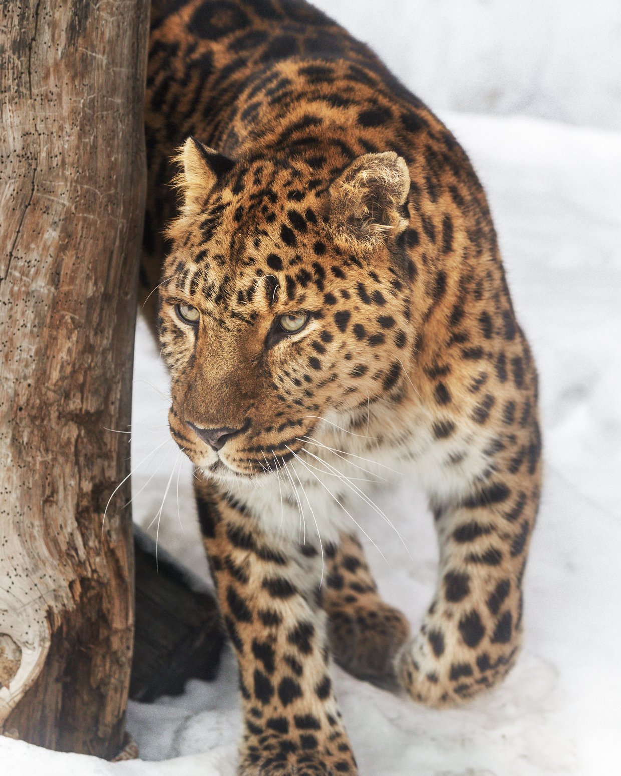 леопард, Олег Богданов
