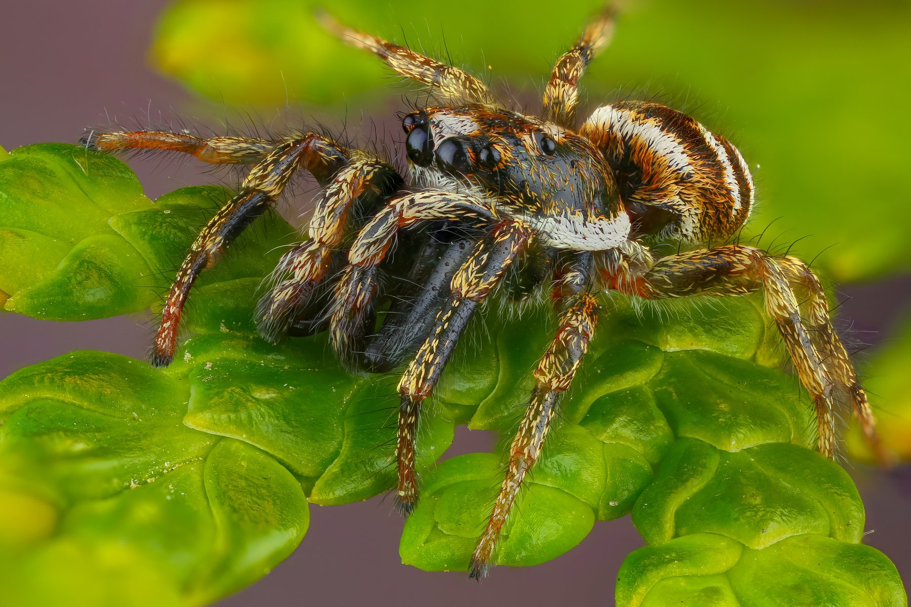макро паук насекомое животное зеленый скакунчик, Андрей Шаповалов
