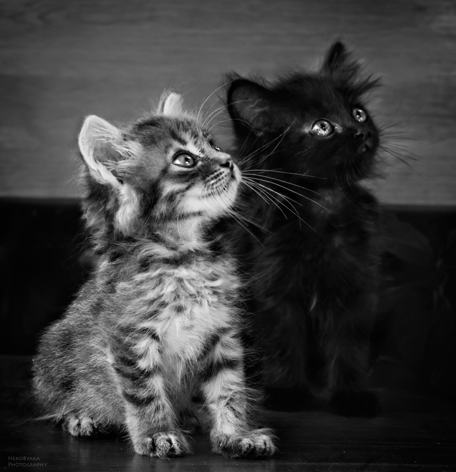 кот, кошка, котята, черно-белое, cat, kittens, blackandwhite, животные, animal, Тараненко Анжелика