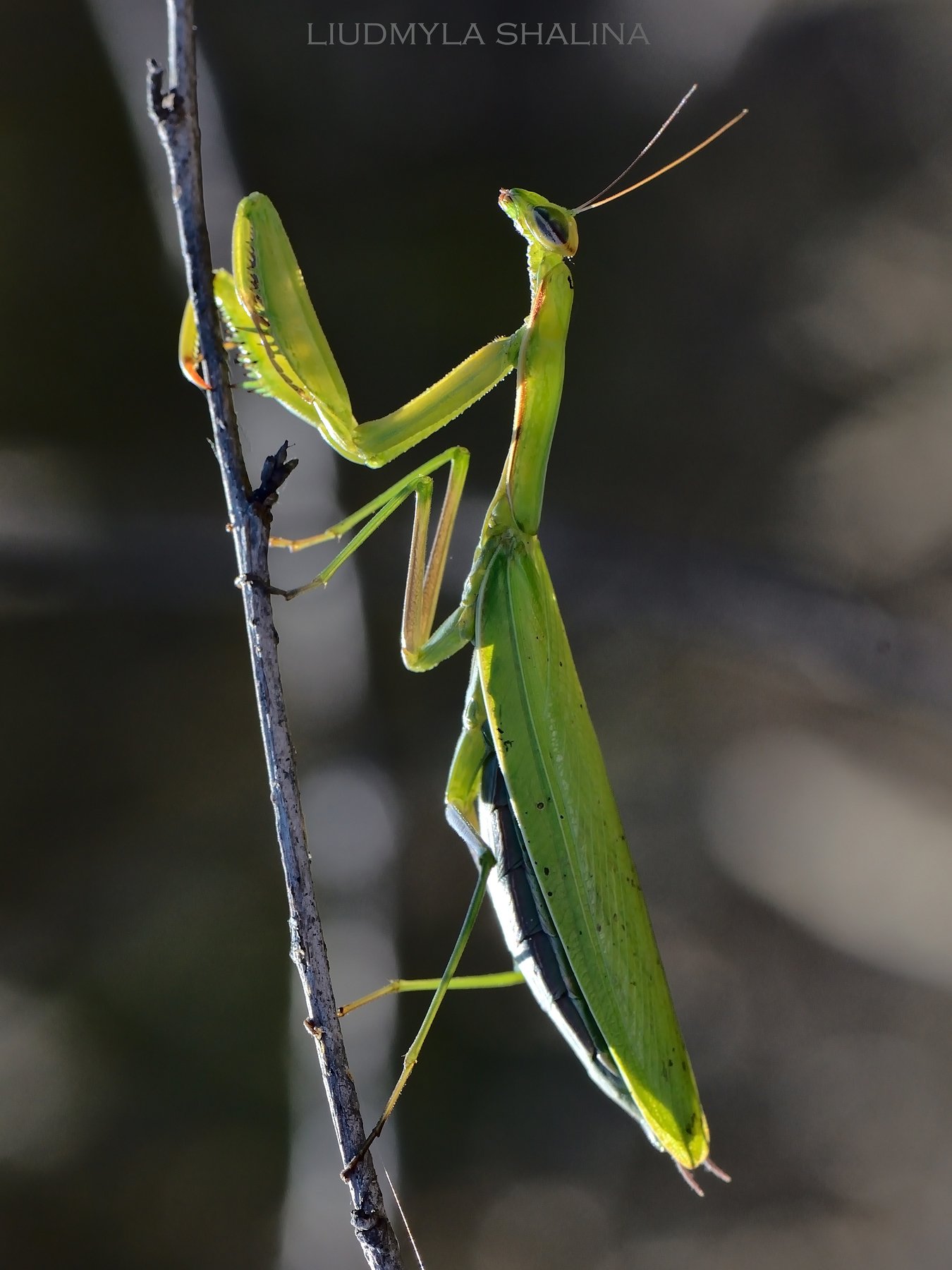 богомол , природа , красота , насекомые ,  insect , nature , beauty , mantis, Людмила Шалина