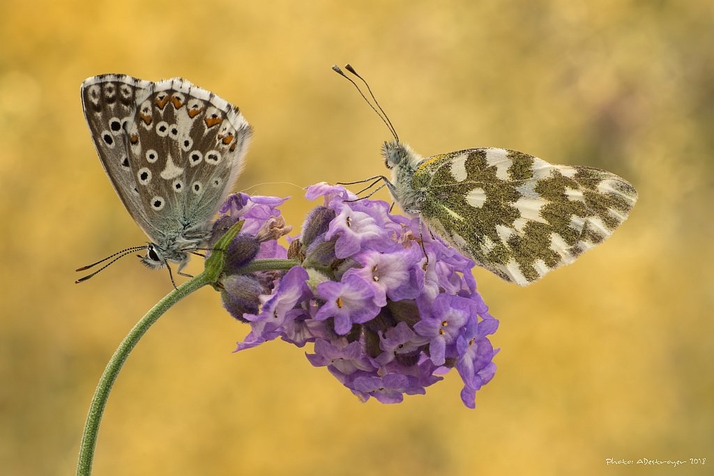 macro nature butterfly, Ryszard Lal