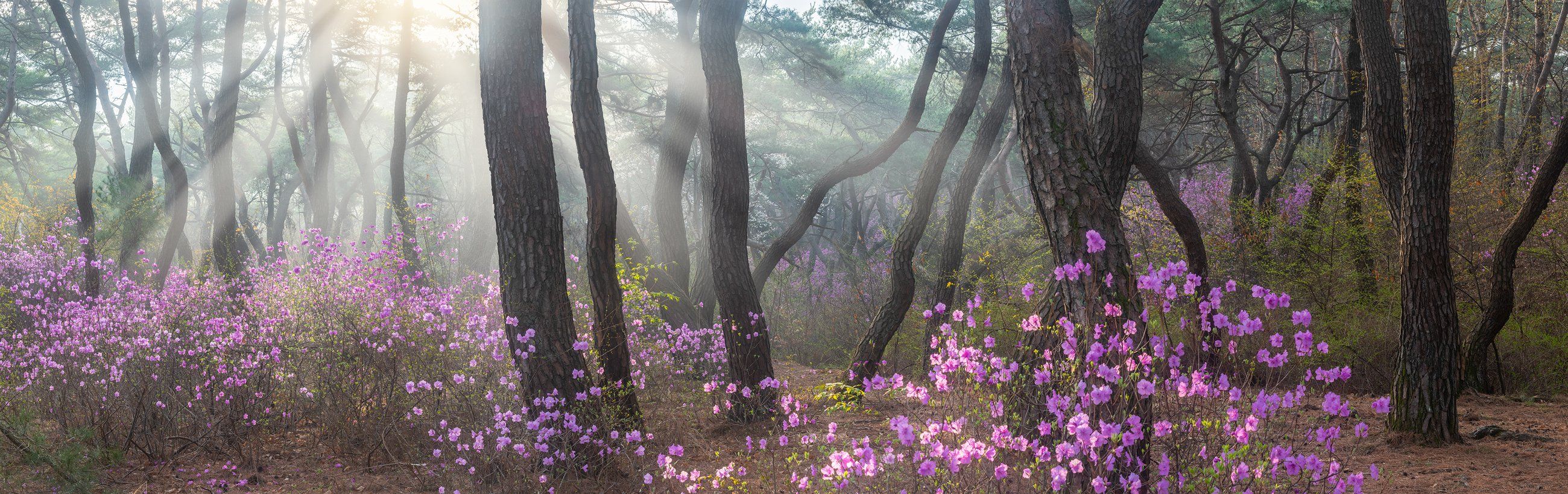 spring,light,pine,forest,blossom,panorama,nature, Jaeyoun Ryu