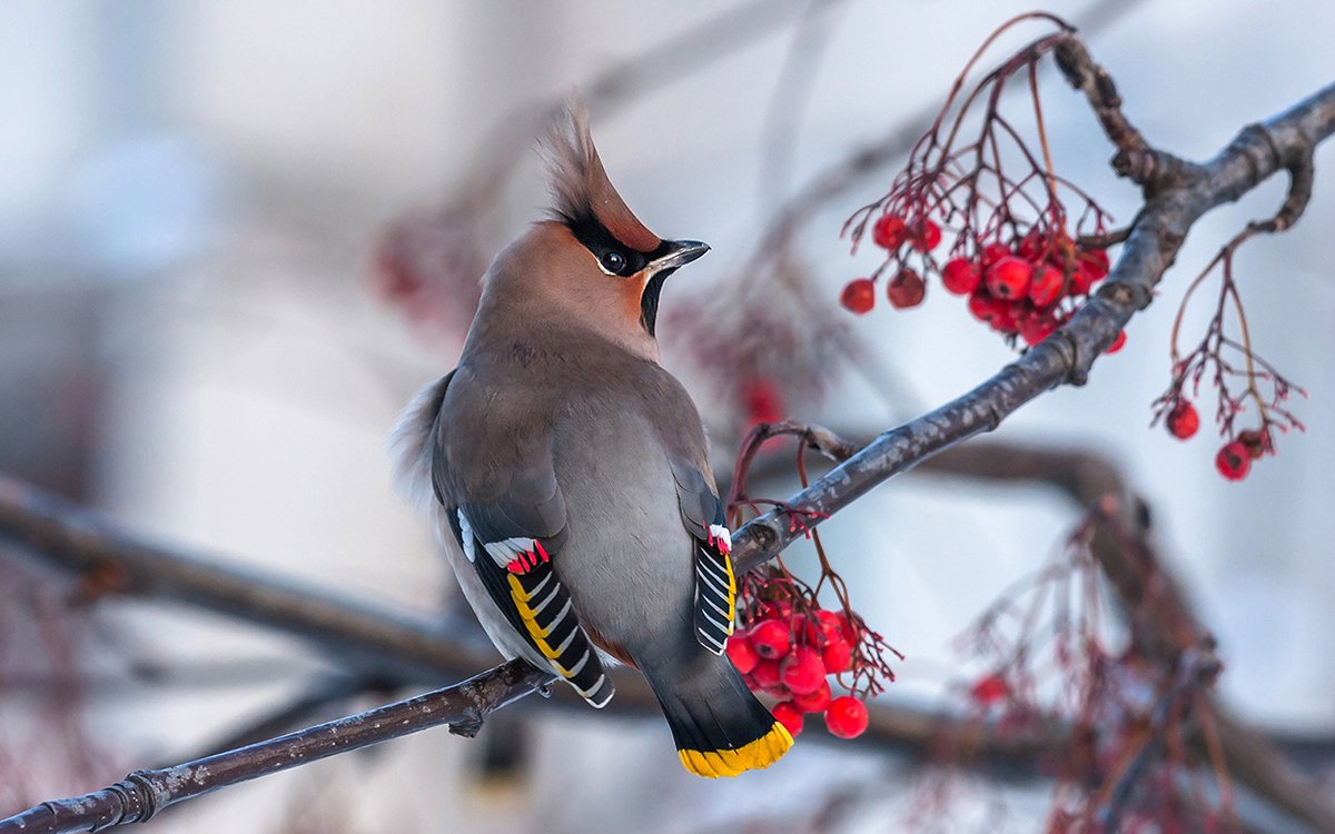 свиристель, птица, зима, рябина, красивая, орнитология, фото охота, , Victor Dubinkin