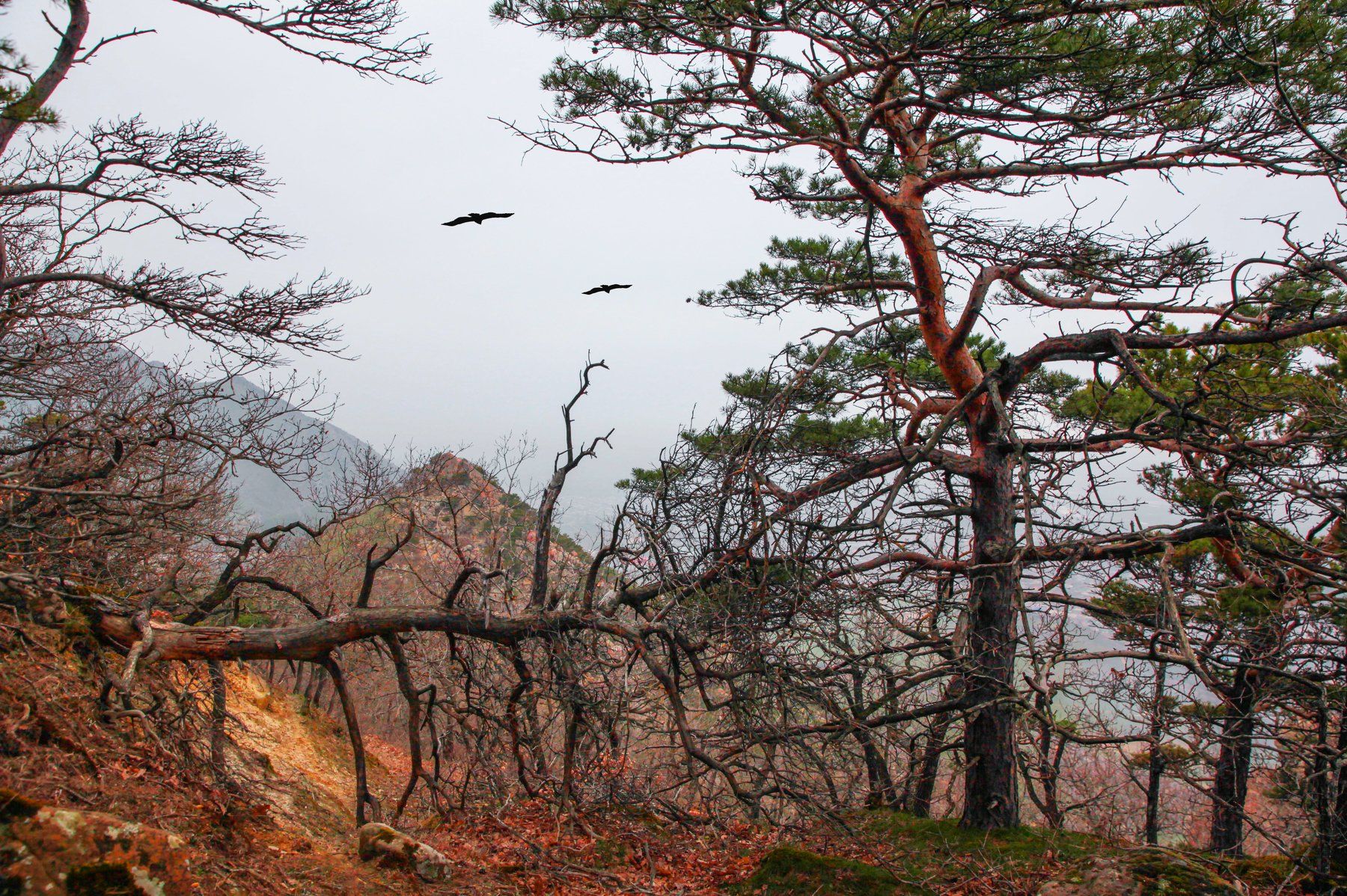 горы, сосны,птицы,природа,лес., Marat Magov