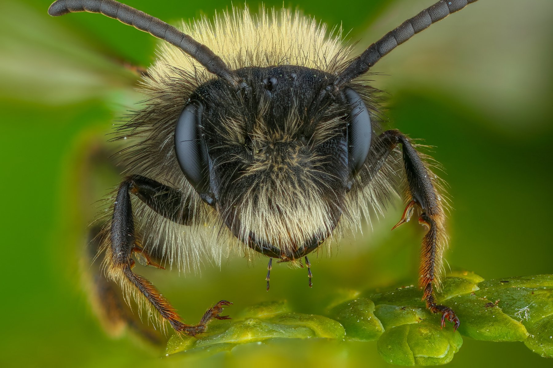 макро пчела насекомое животное зеленый , Андрей Шаповалов