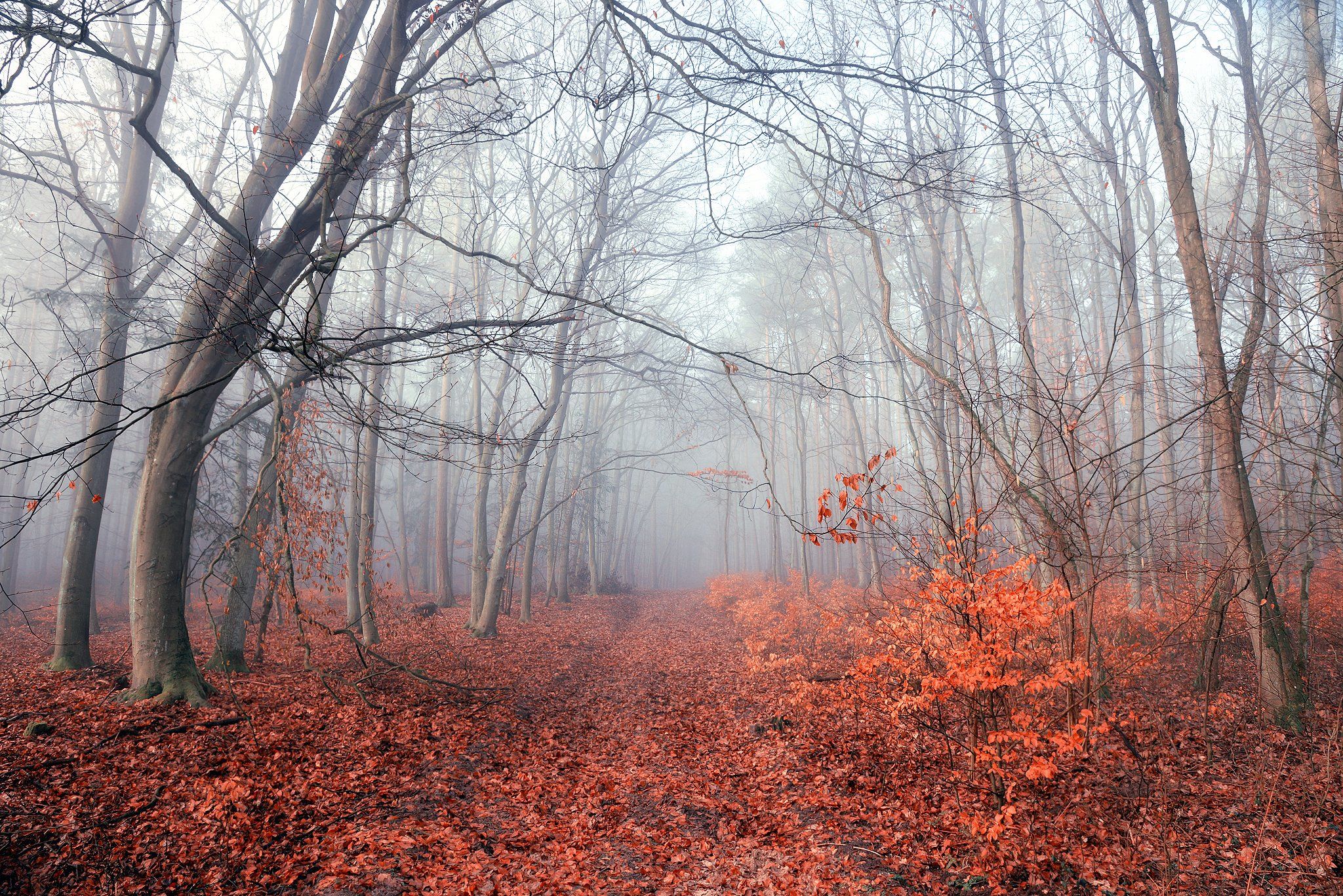 foggy autumn morning in the forest туманное осеннее утро в лесу mist dranikowski magic road path fall, Radoslaw Dranikowski