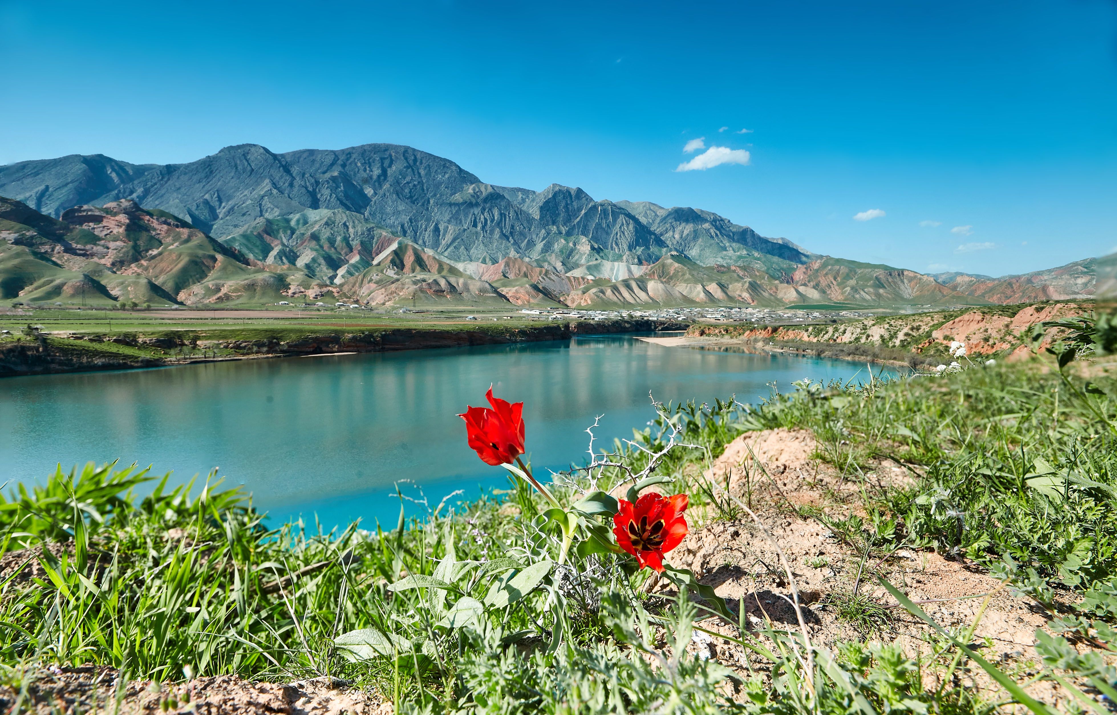 первые тюльпаны…сарбанд. река вахш. таджикистан, akmal