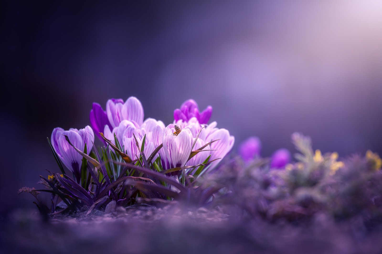 crocus purple pink light spring flower shine color, Seo Tiger
