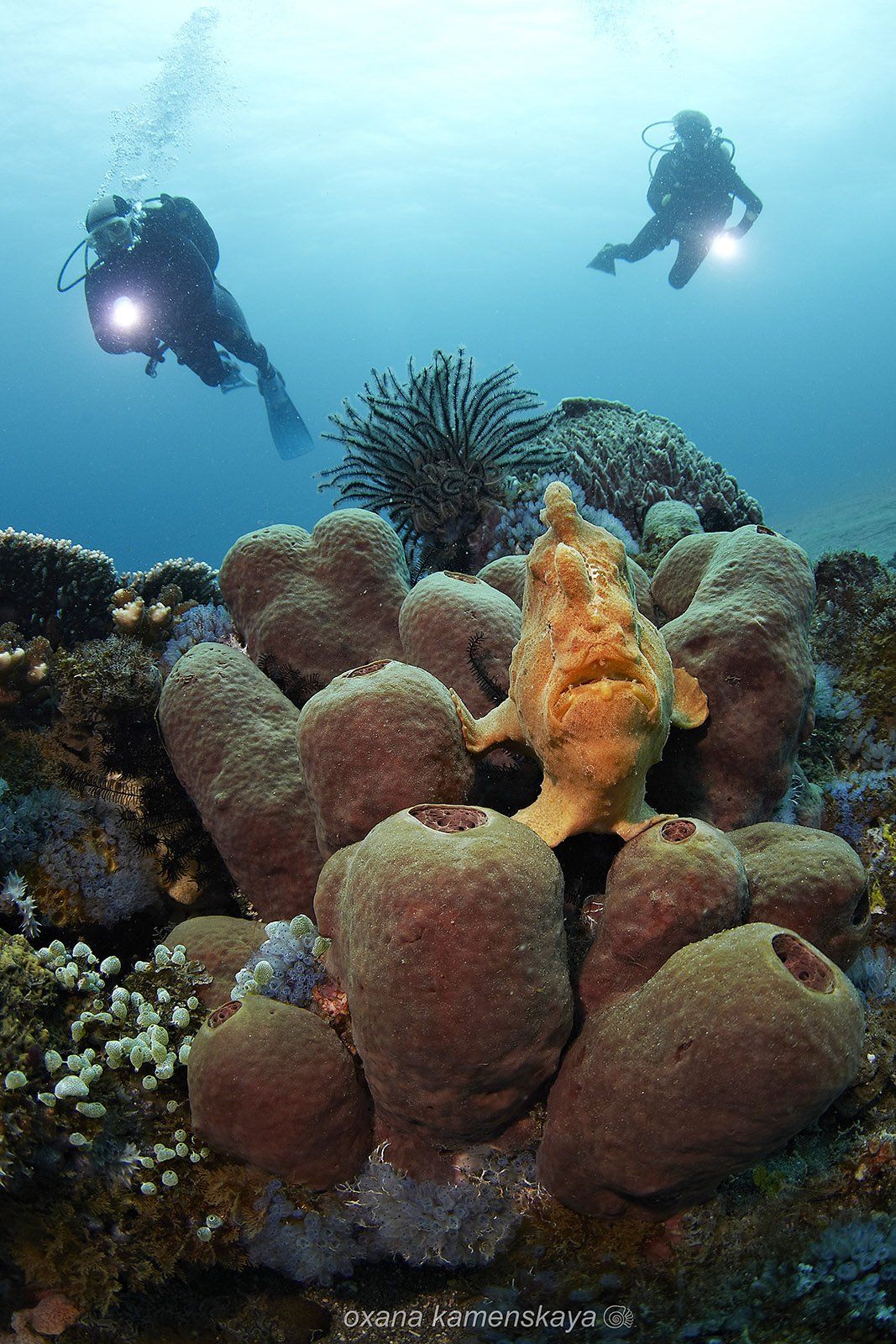 underwater frogfish coral sponge diver blue yellow, Оксана Каменская