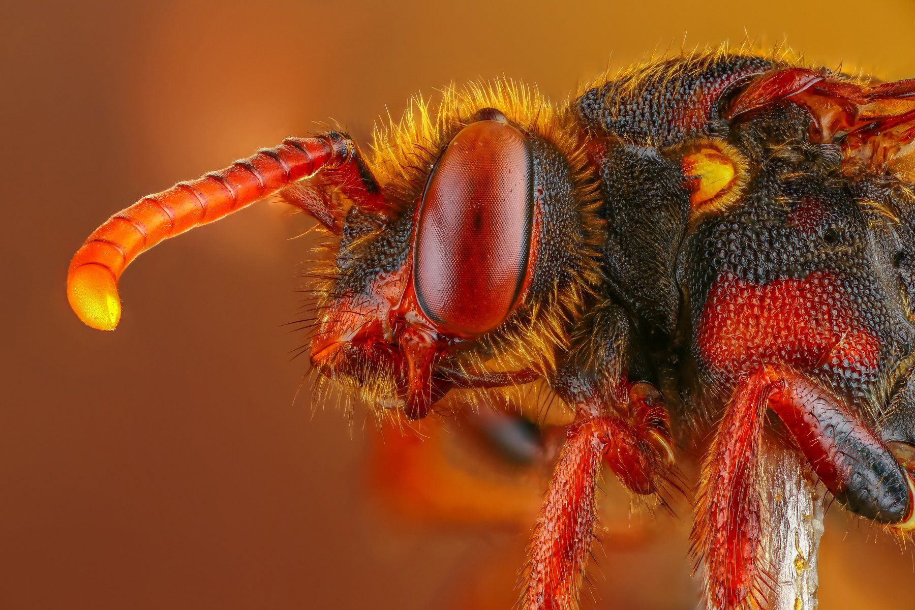 макро оса портрет насекомое животное красный желтый , Андрей Шаповалов