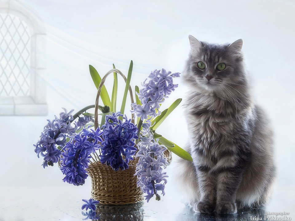 цветочный натюрморт, весна, кошка Масяня корзинка гиацинтов, Ирина Приходько