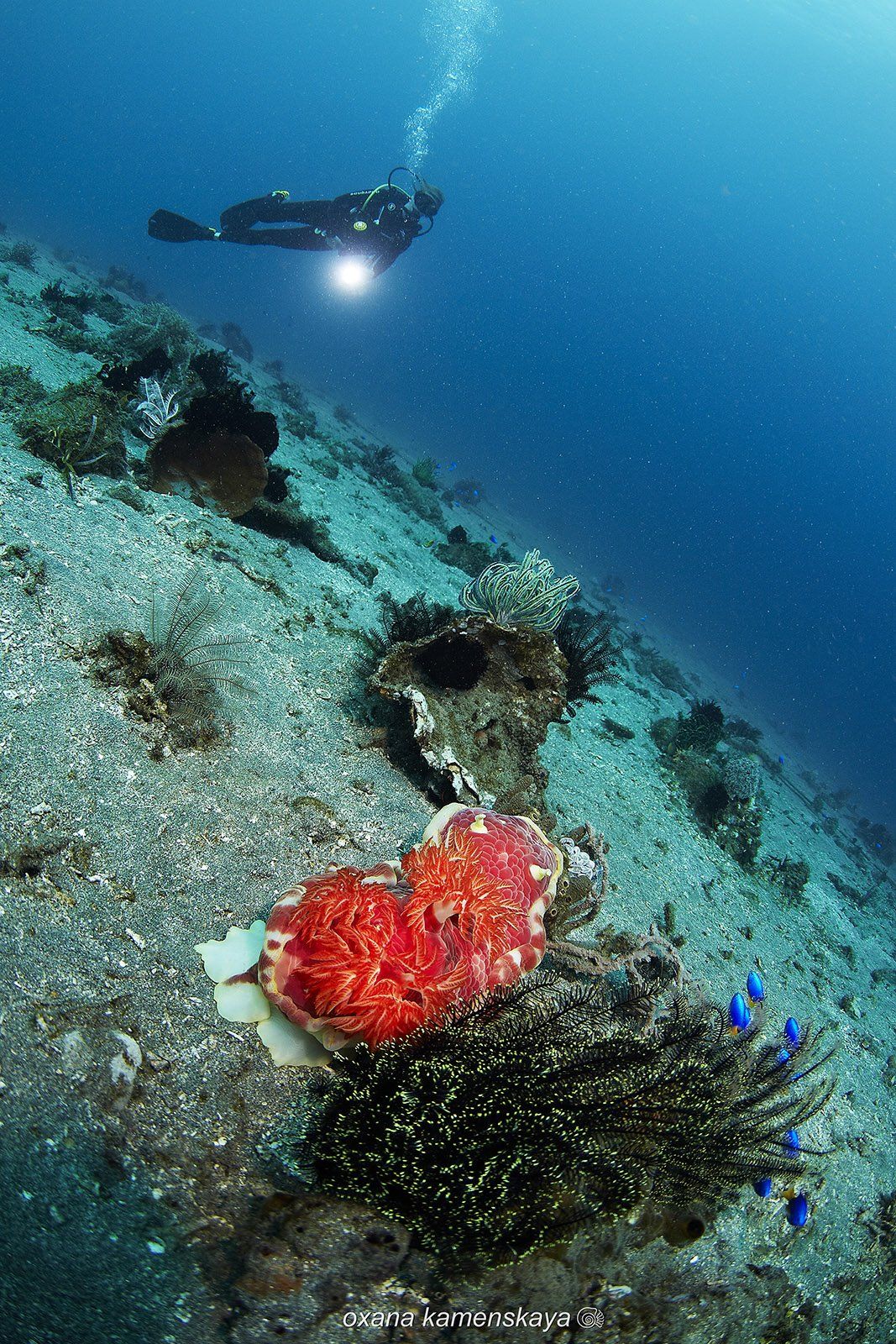 underwater phillipines blue deep diver Nudibranch Spanish Dancer, Оксана Каменская