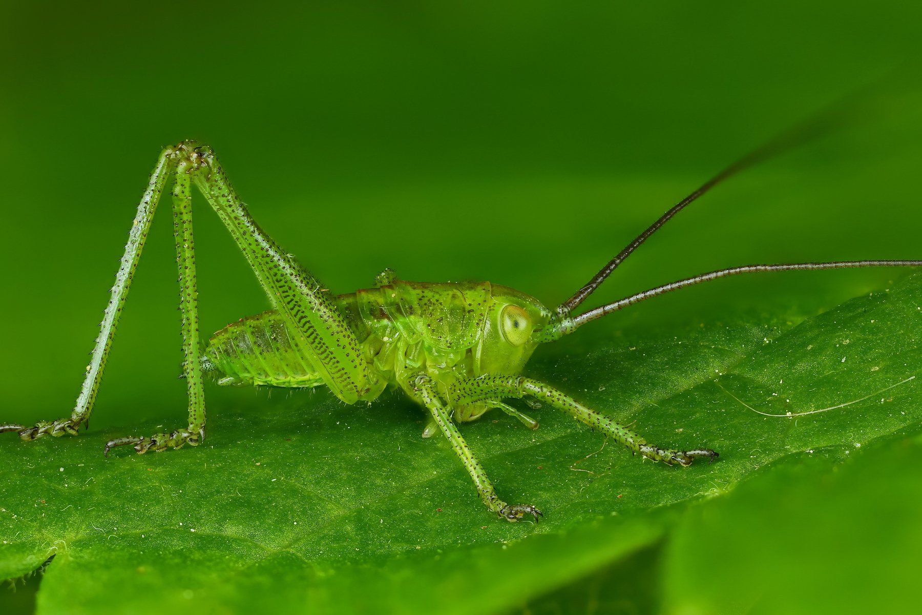 макро кузнечик насекомое животное зеленый , Андрей Шаповалов