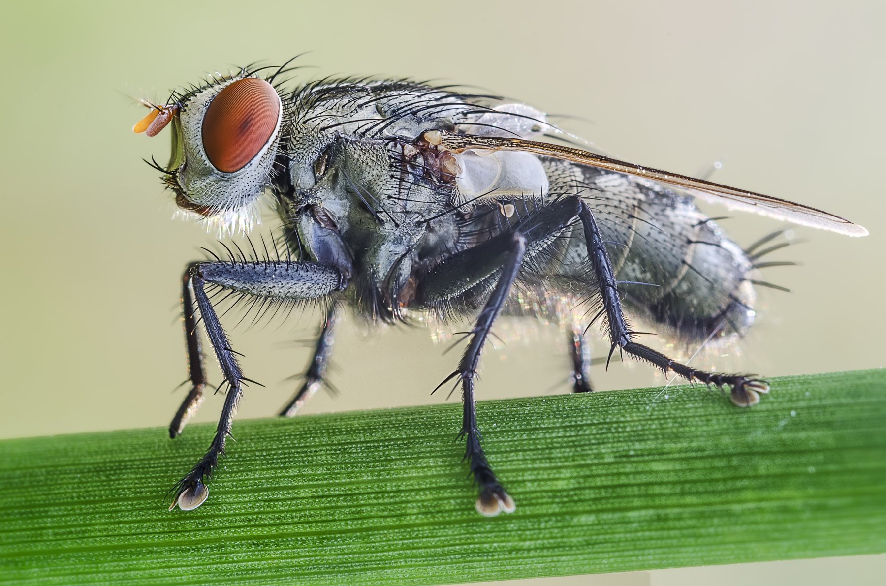 fly, house fly, macro, details, nature, extreme, close up, KIN WAH WONG