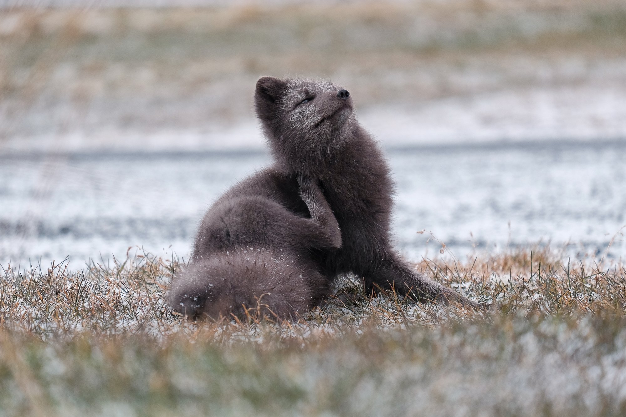 arctic fox, fox, animal, iceland, winter, Kobran