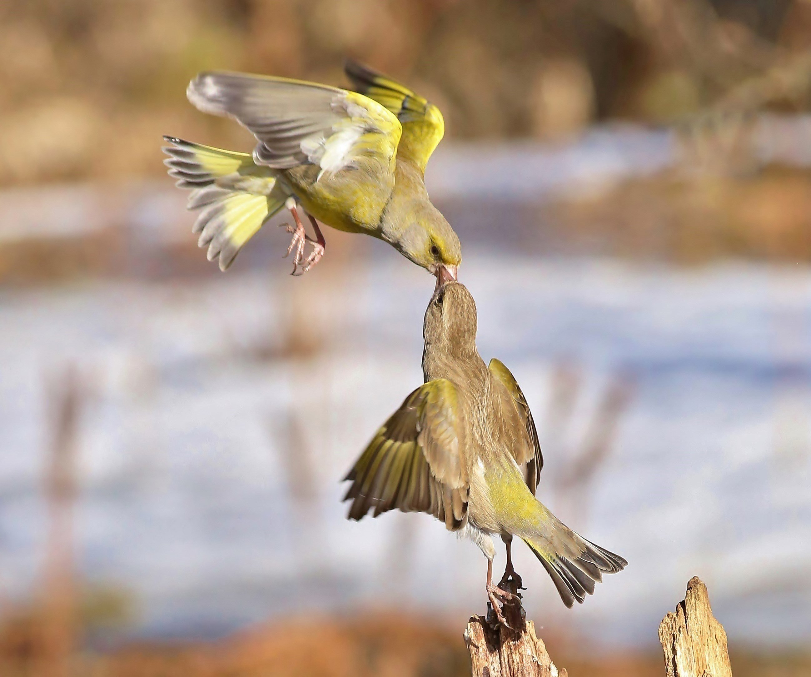природа ,птицы , лесные канарейки , встреча , весна , полёт, Андрей Головнев