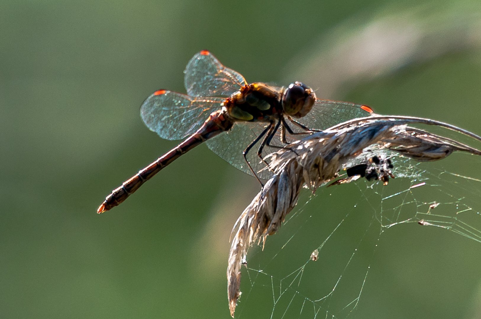 libellule;dragonfly;anax, Sibé