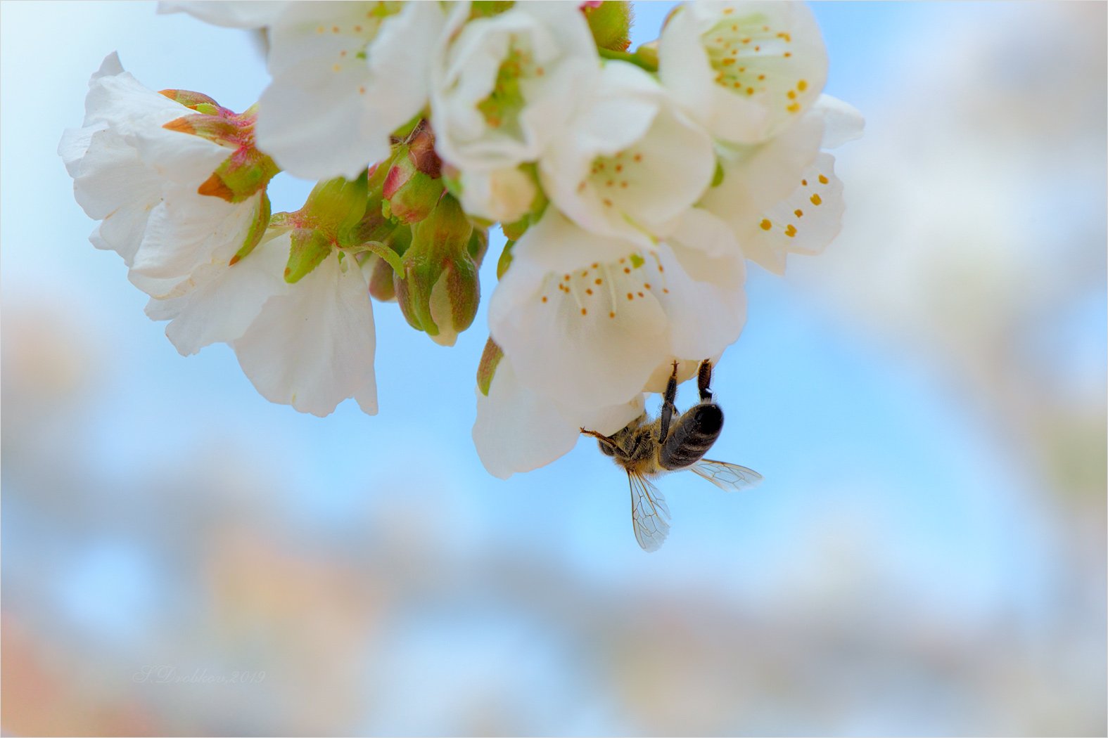весна, пчела, цветы, Sergey Drobkov