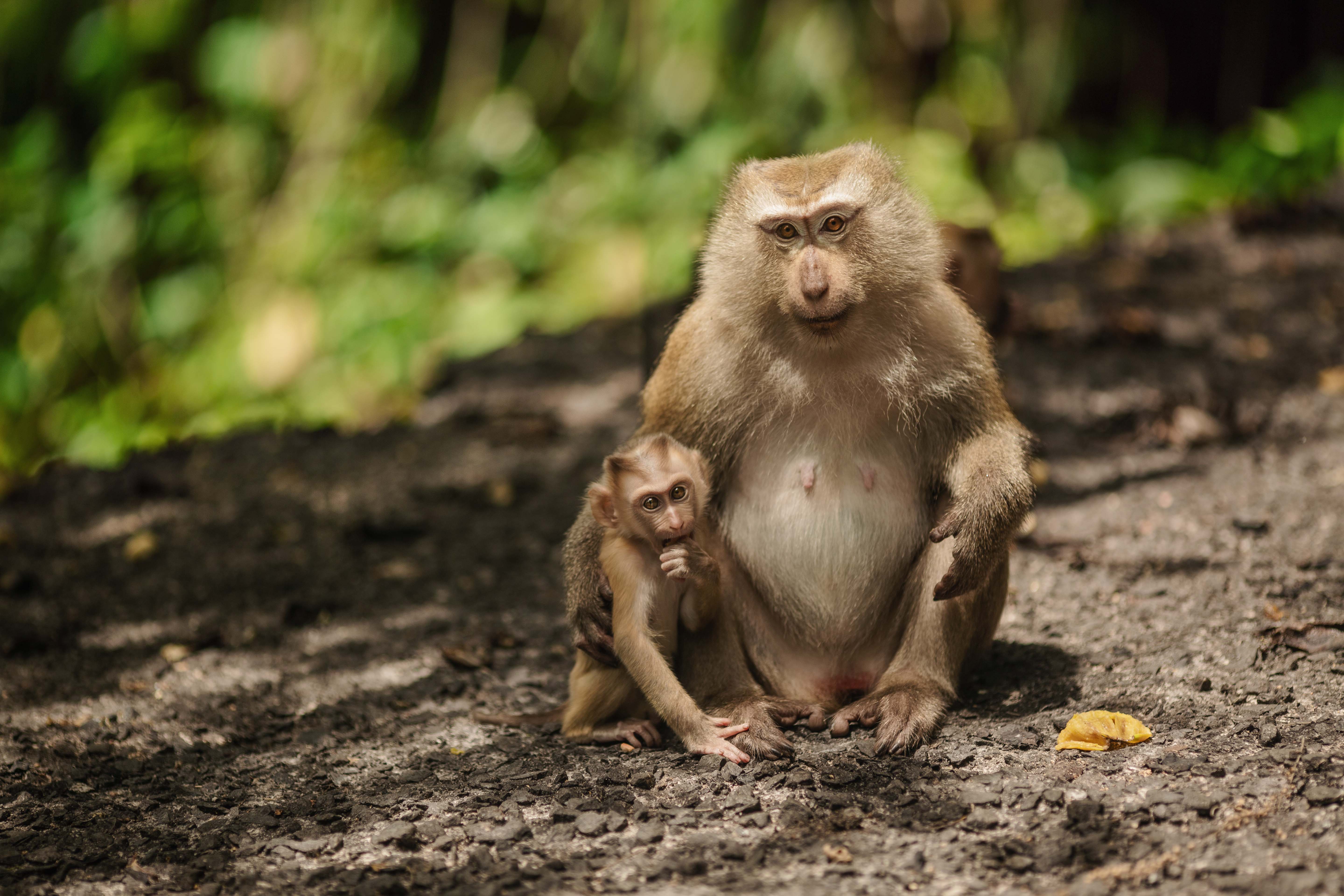 животные, обезьяна, обезьянки, 135mm, canon, canon5dmarkiii, thailand, phuket, Инна Малахова