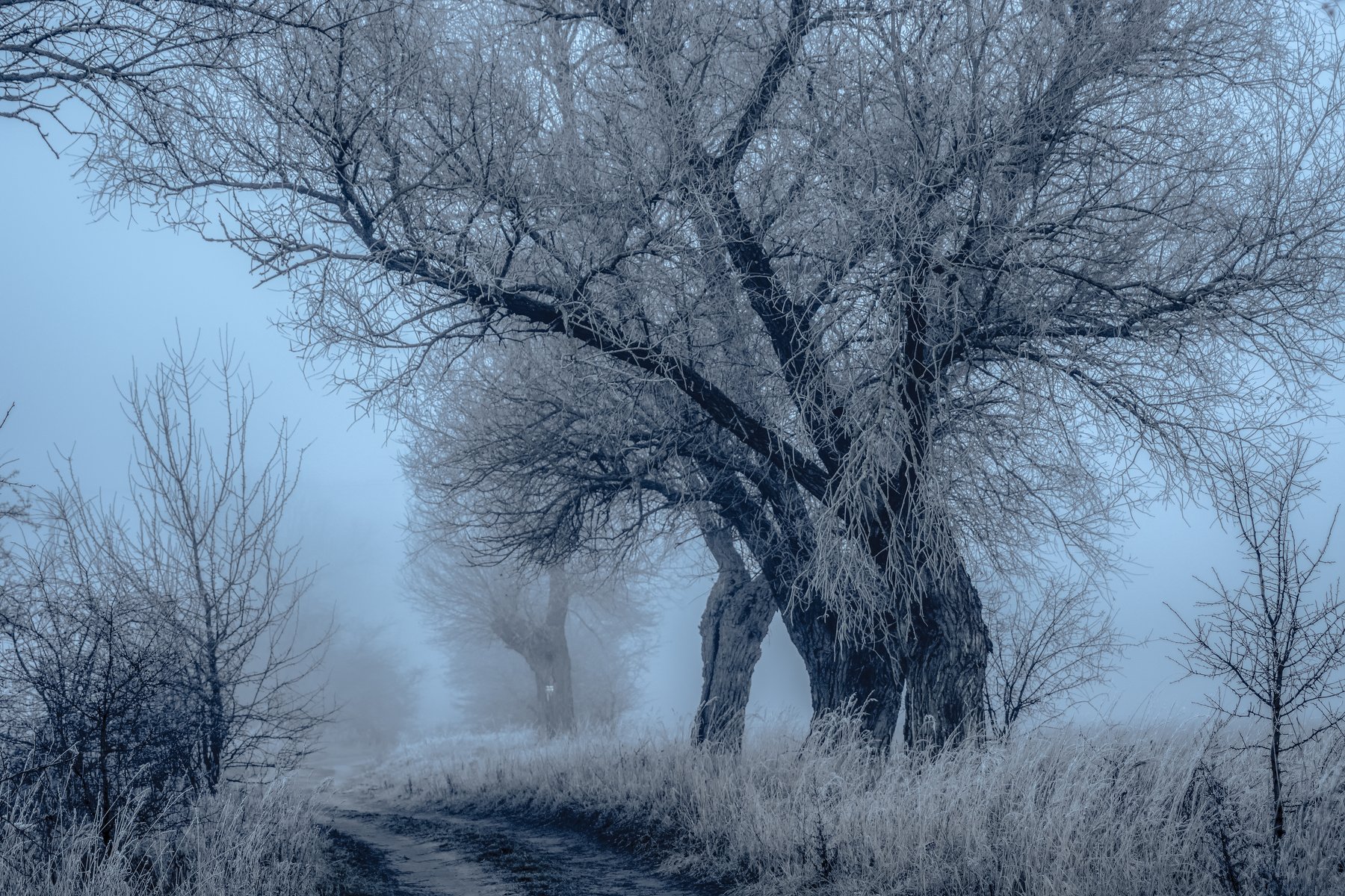 witer, dawn, tree, nature, sky, landscape, fog, ground frost, nikon, mist, dirt road, , Krzysztof Tollas