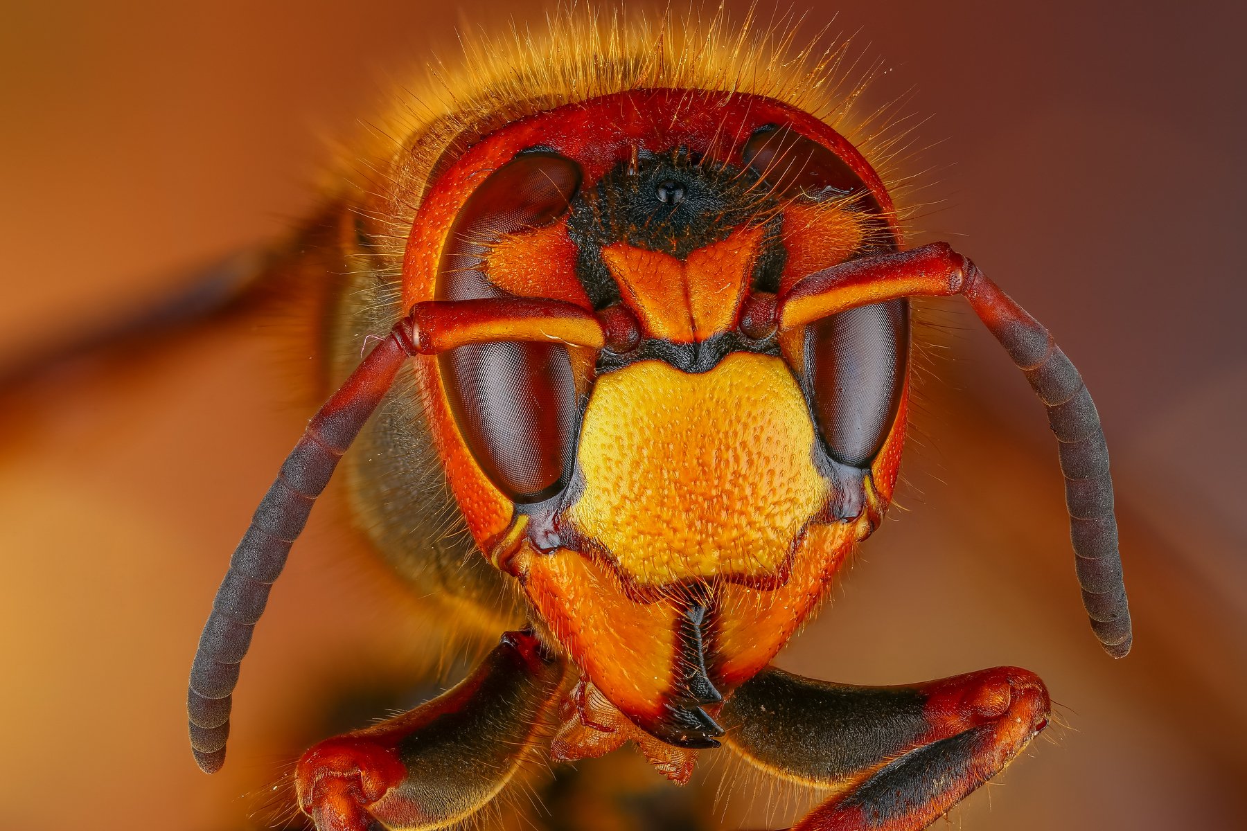 макро шершень портрет насекомое животное оранжевый коричневый, Андрей Шаповалов