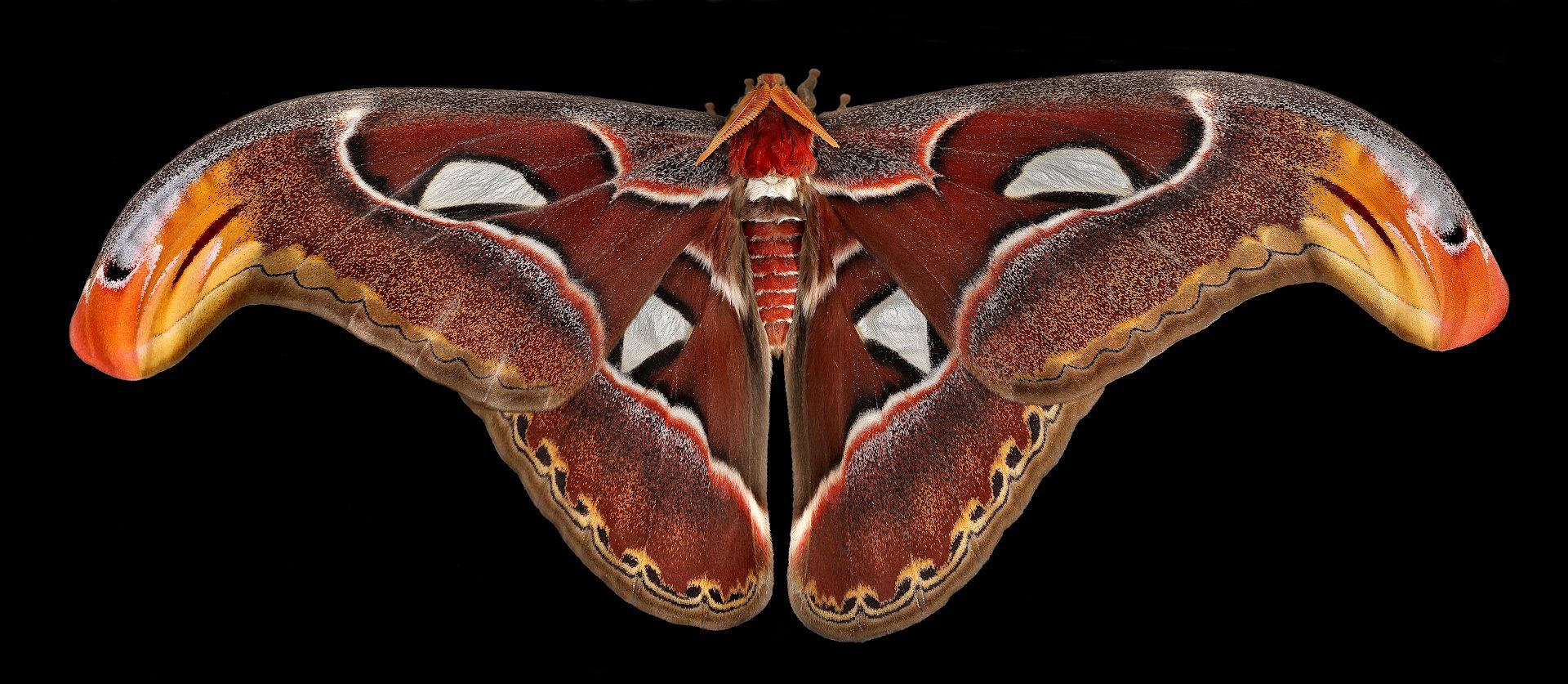 Attacus atlas бабочка павлиноглазка, Александр Зорин