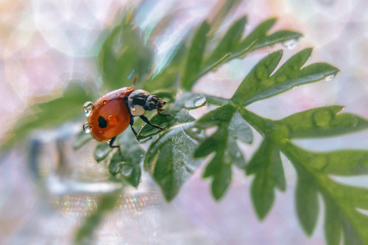 moment, момент, beautiful, красивый, macro, макро, manual lens, мануальная оптика, юпитер-3, insect, насекомое, redbug, букашка, ladybug, божья коровка, droplets, капельки, капли,  spring, morning, весеннее, утро,, Наталья Терентьева